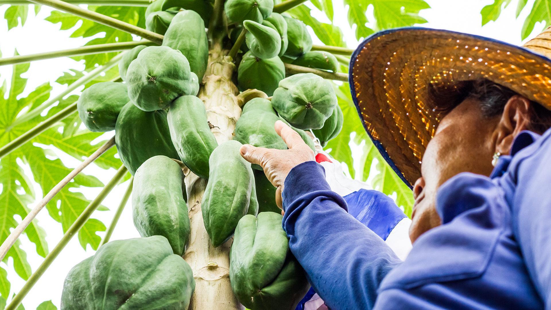 Warum unsere Papayas am Baum reifen